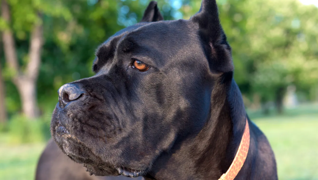 Cane Corso Intelligence