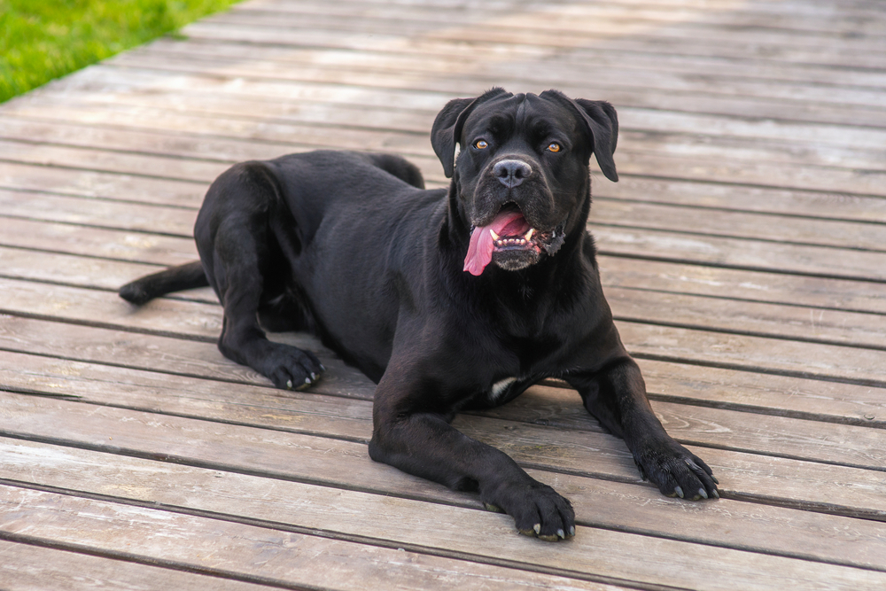 Beautiful,Black,Dog,Parody,Cane,Corso,Lies,In,The,Yard