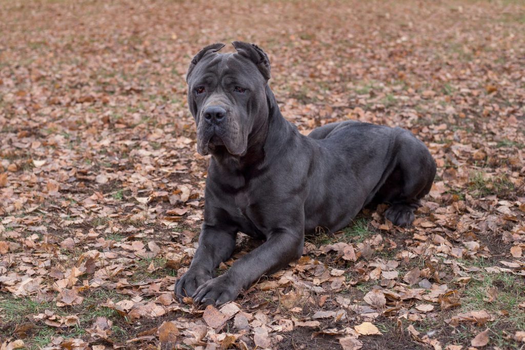 Cane Corso Trainability