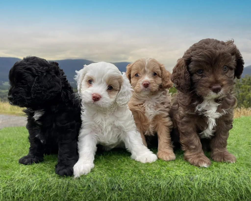 Cavoodle Breeding