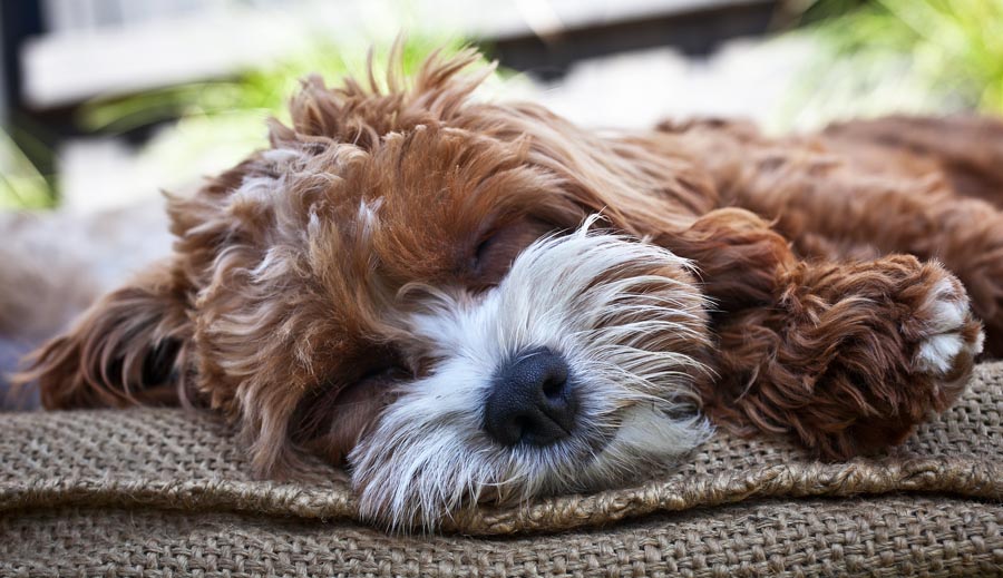 Cavoodle Cuddly