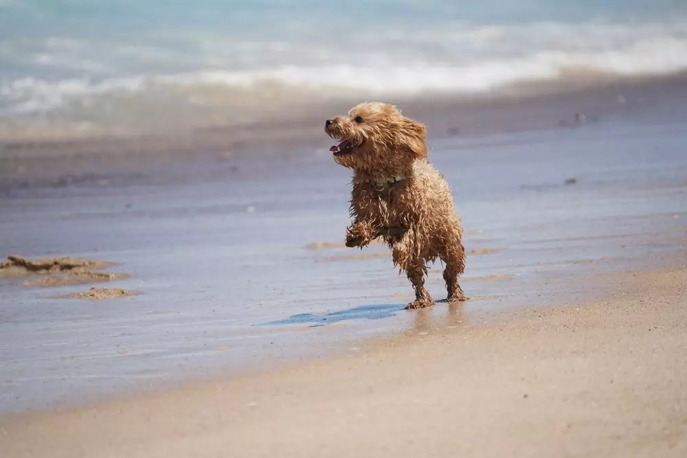 Cavoodle Exercise