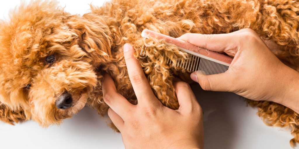 Cavoodle Grooming