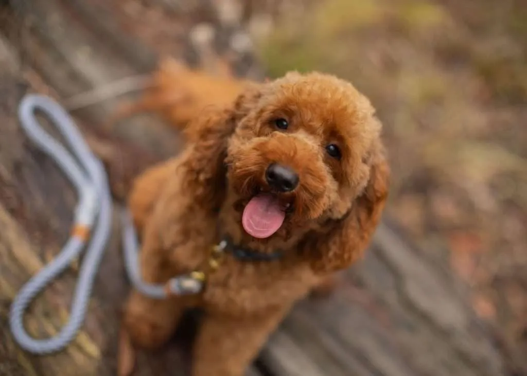 Cavoodle Intelligence