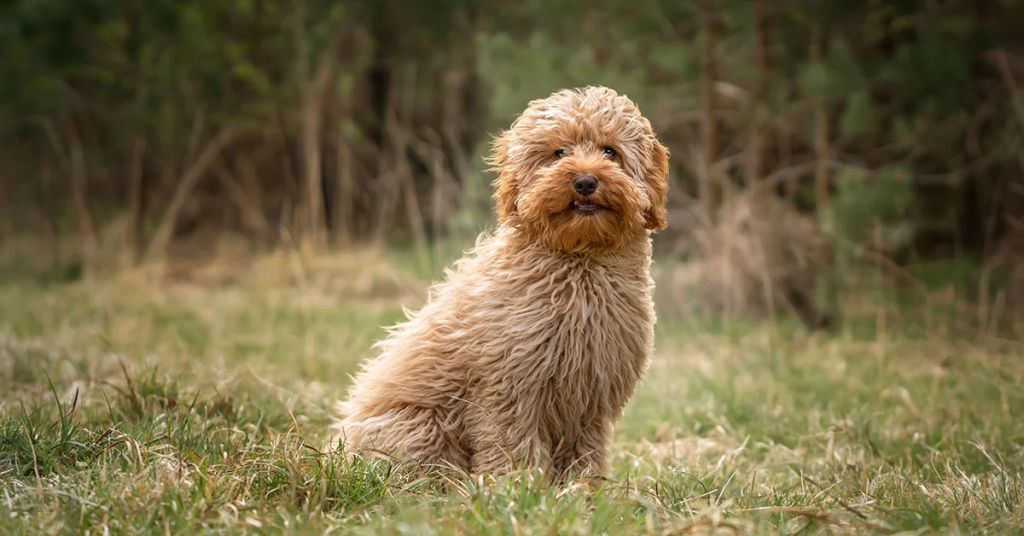 Cavoodle Shedding