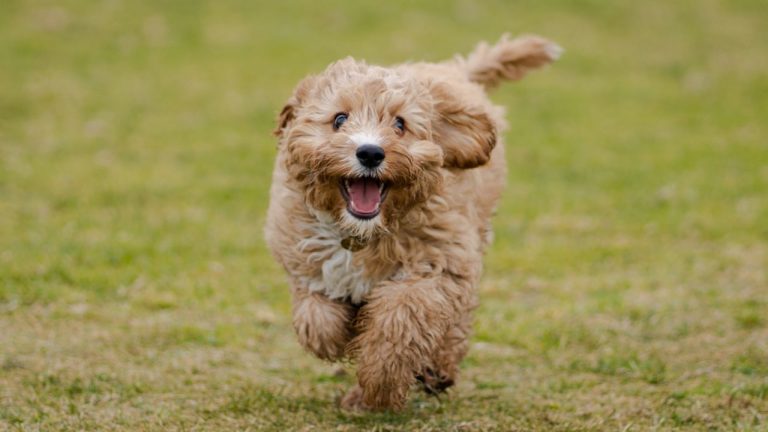 Cavoodle Trainability