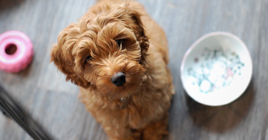 Labradoodle Breeding