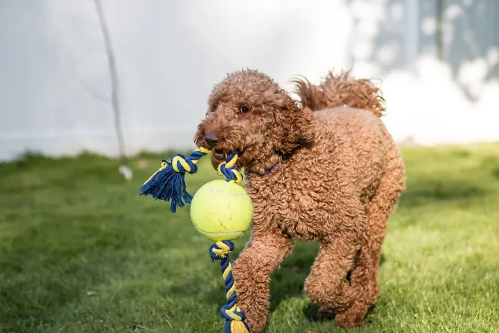 Labradoodle Exercise