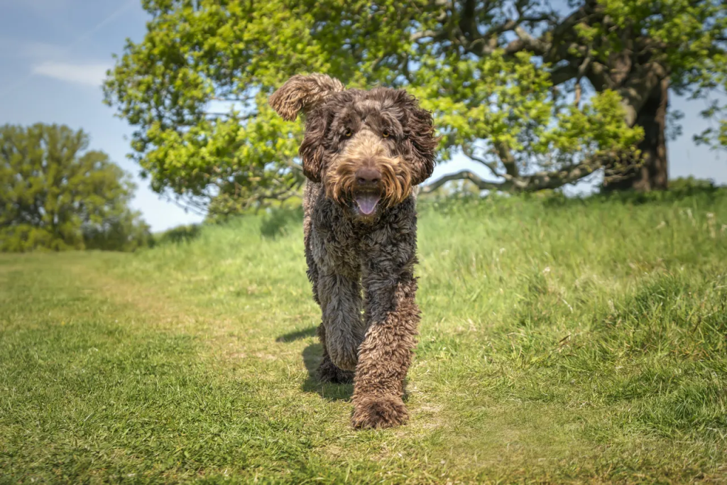 Labradoodle Friendly