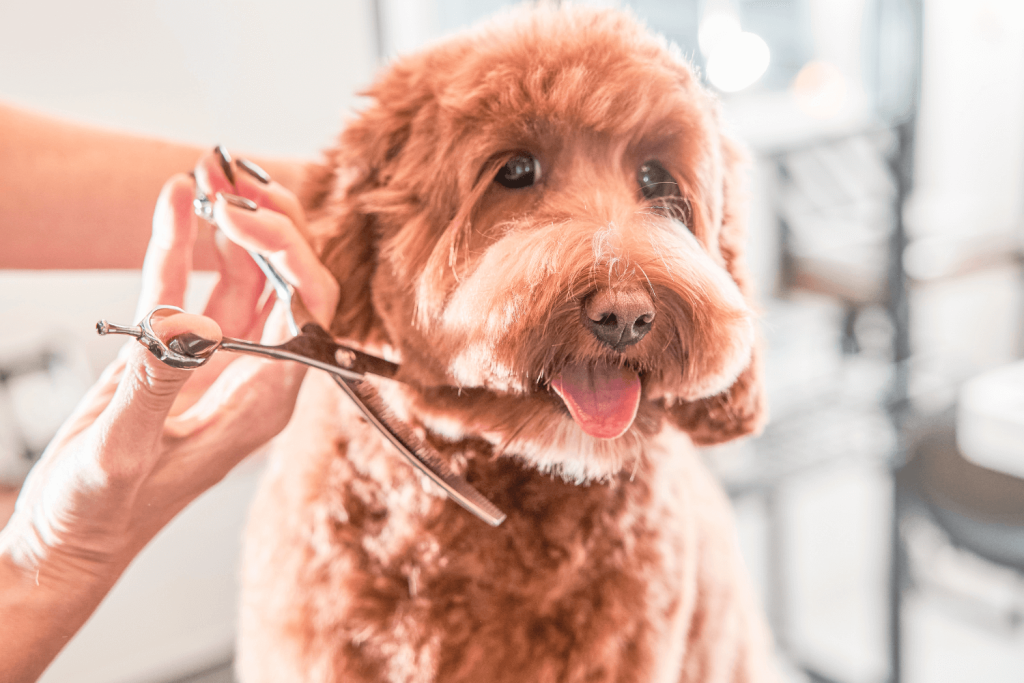 Labradoodle Groom