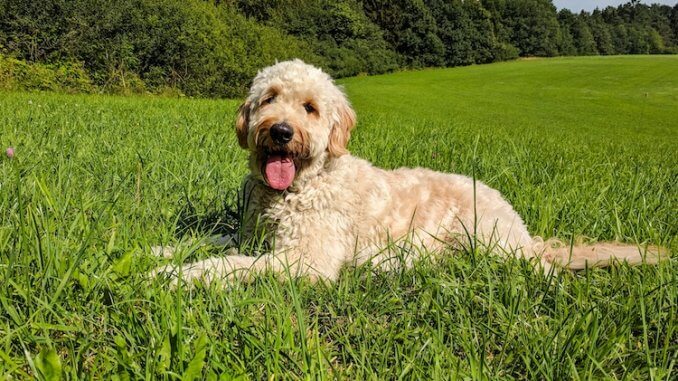 Labradoodle Intelligence