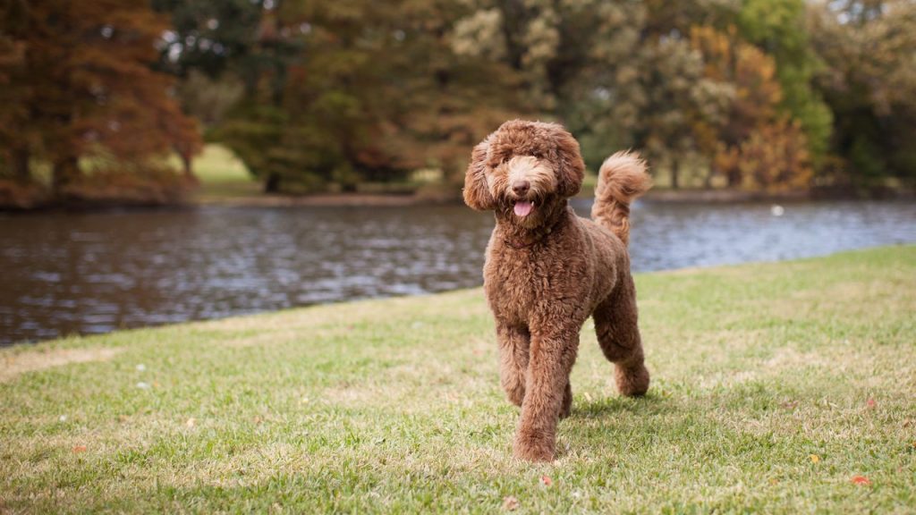 Labradoodle Shed