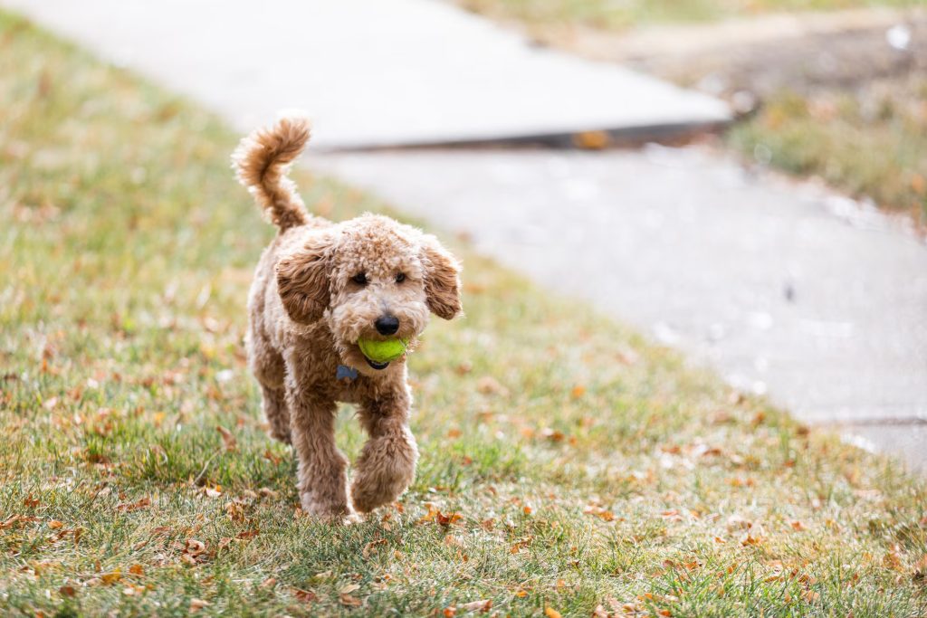 Labradoodle Trainability