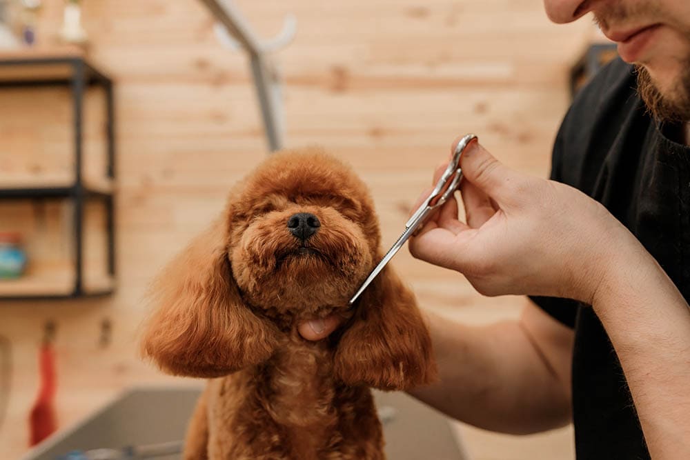 Poodle Grooming