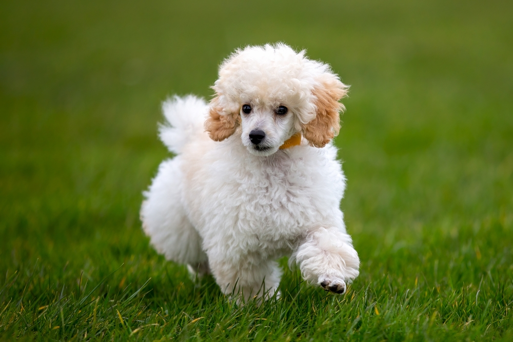 Cute,Miniature,Poodle,Puppy,On,Grass