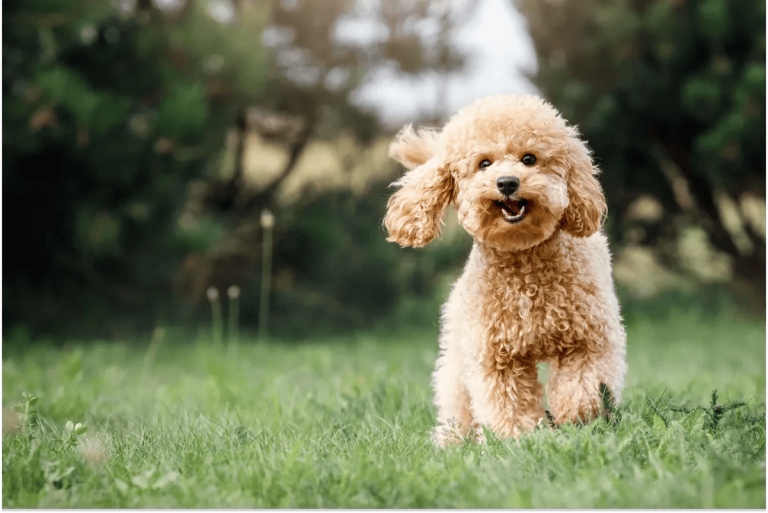 Poodle Trainability