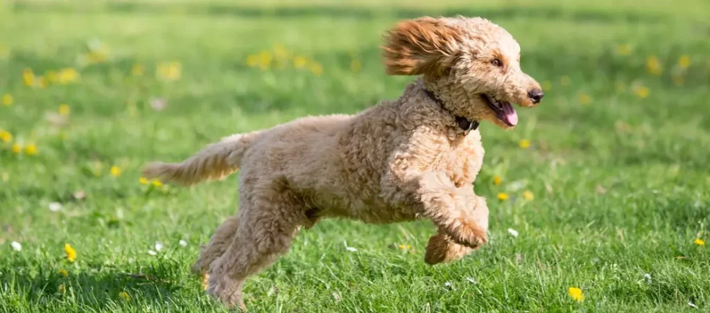 Poodle​ Exercise