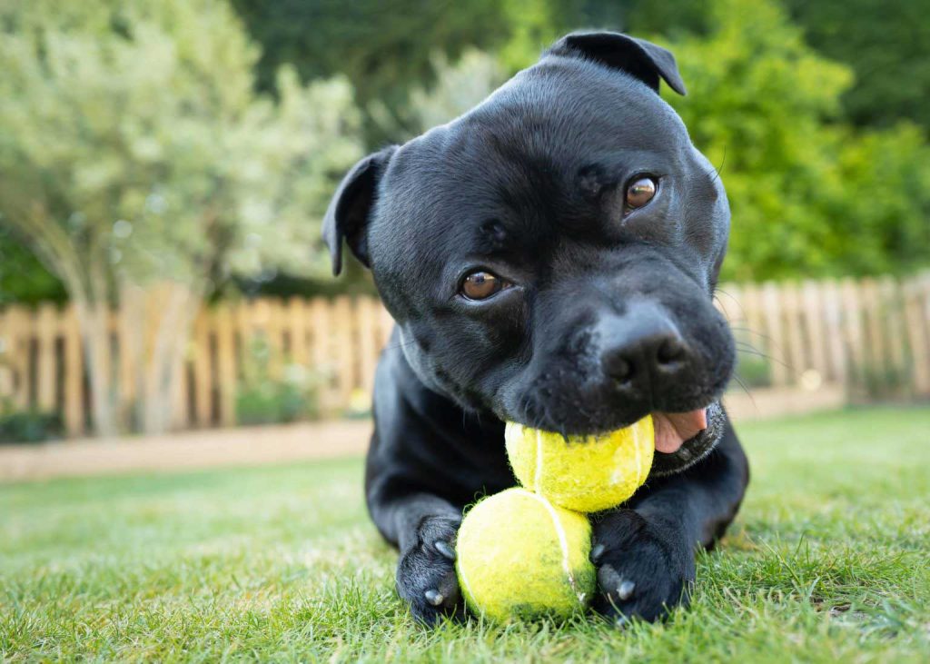 Staffordshire Bull Terrier Exercise