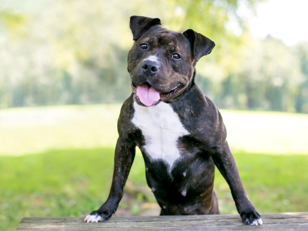 Staffordshire Bull Terrier Friendly