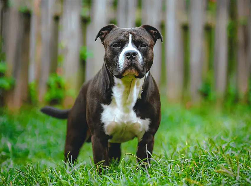 Staffordshire Bull Terrier Grooming