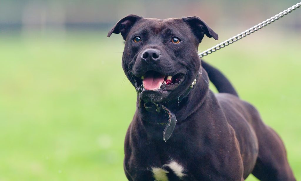 Staffordshire Bull Terrier Intelligence