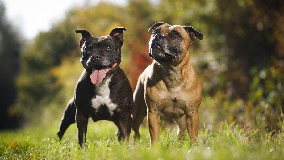 Staffordshire Bull Terrier Living