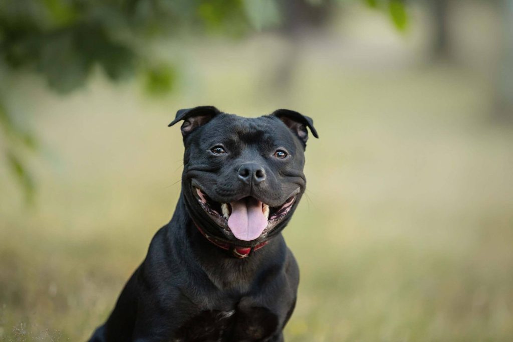 Staffordshire Bull Terrier Shedding