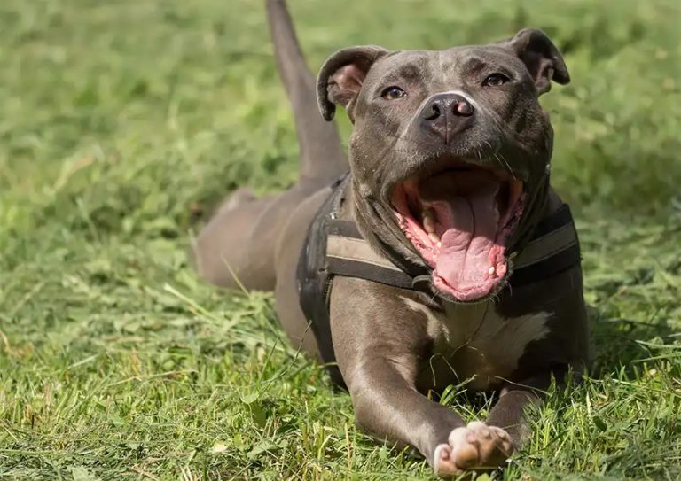 Staffordshire Bull Terrier Trainability