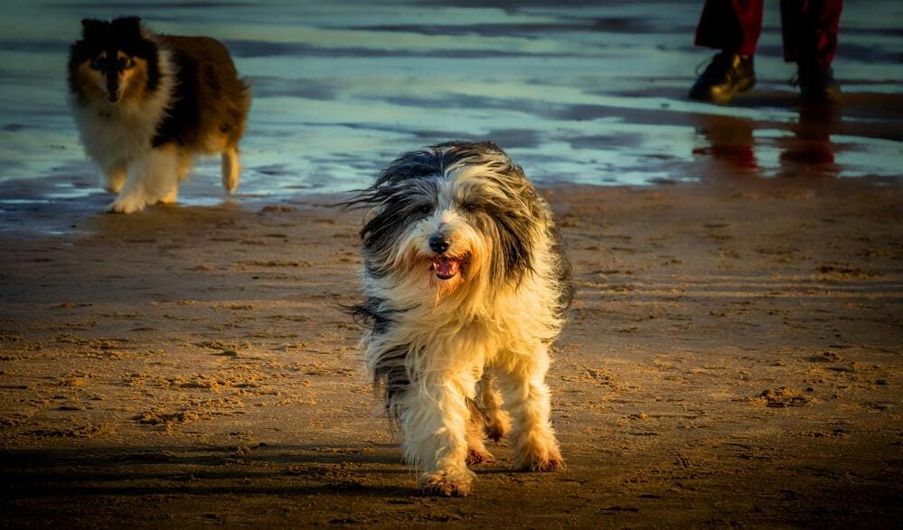 bearded collie enjoying the beach