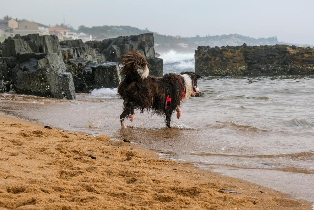 bearded collie enjoying water