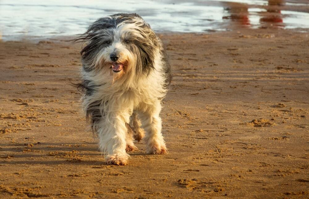 bearded collie in a park