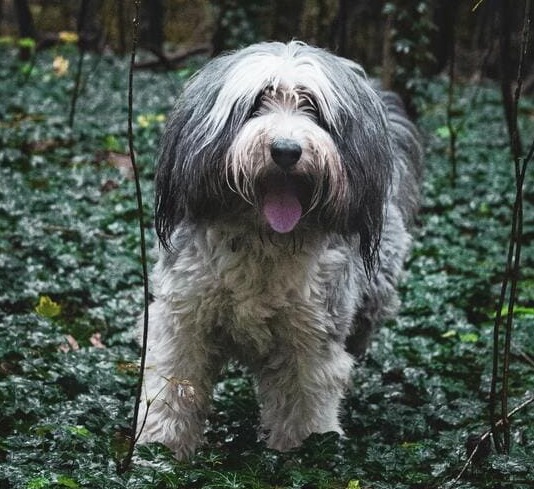 bearded collie in nature