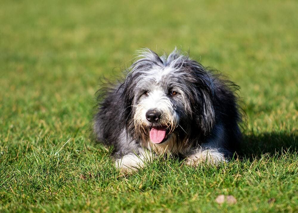 bearded collie in the park