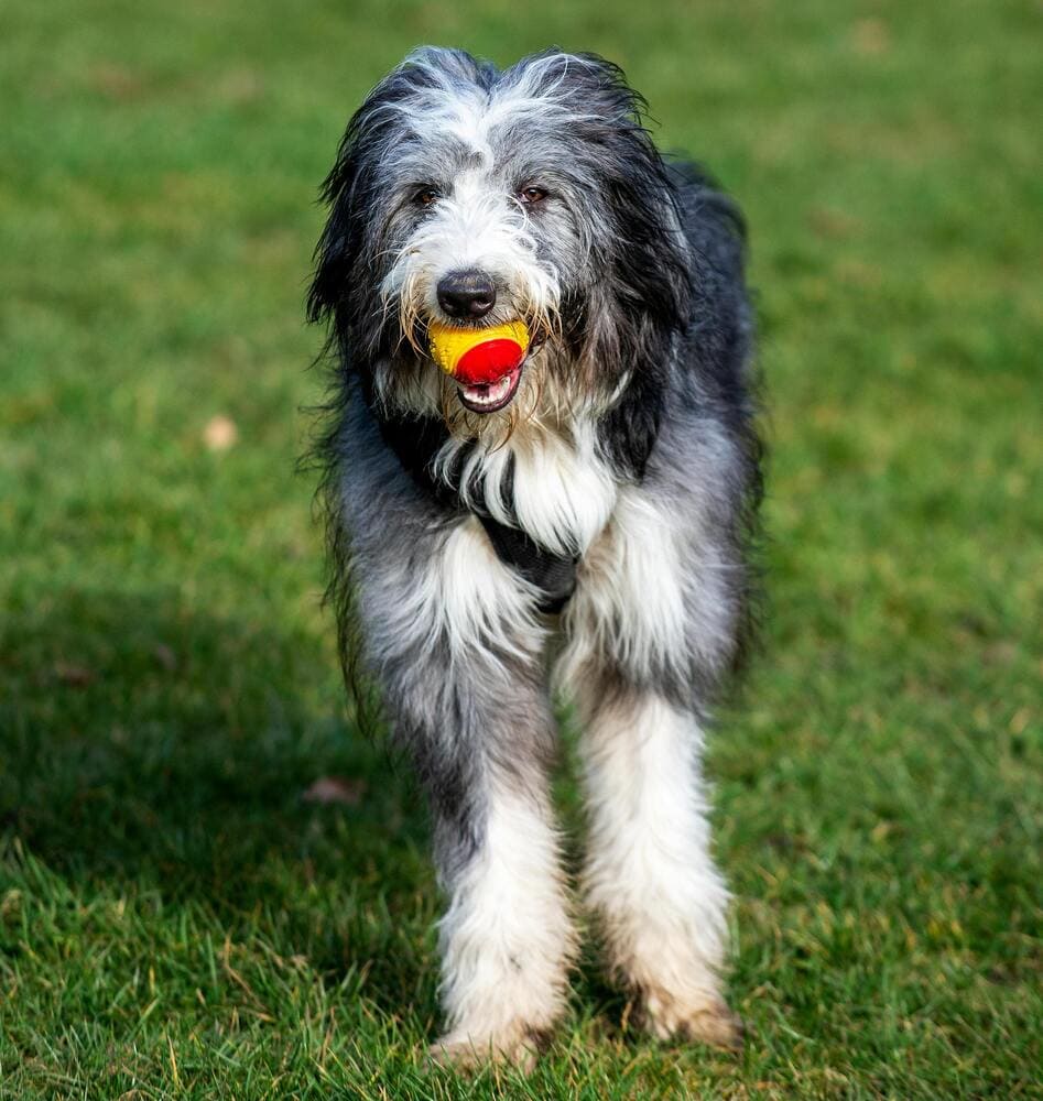 bearded collie playing with a ball