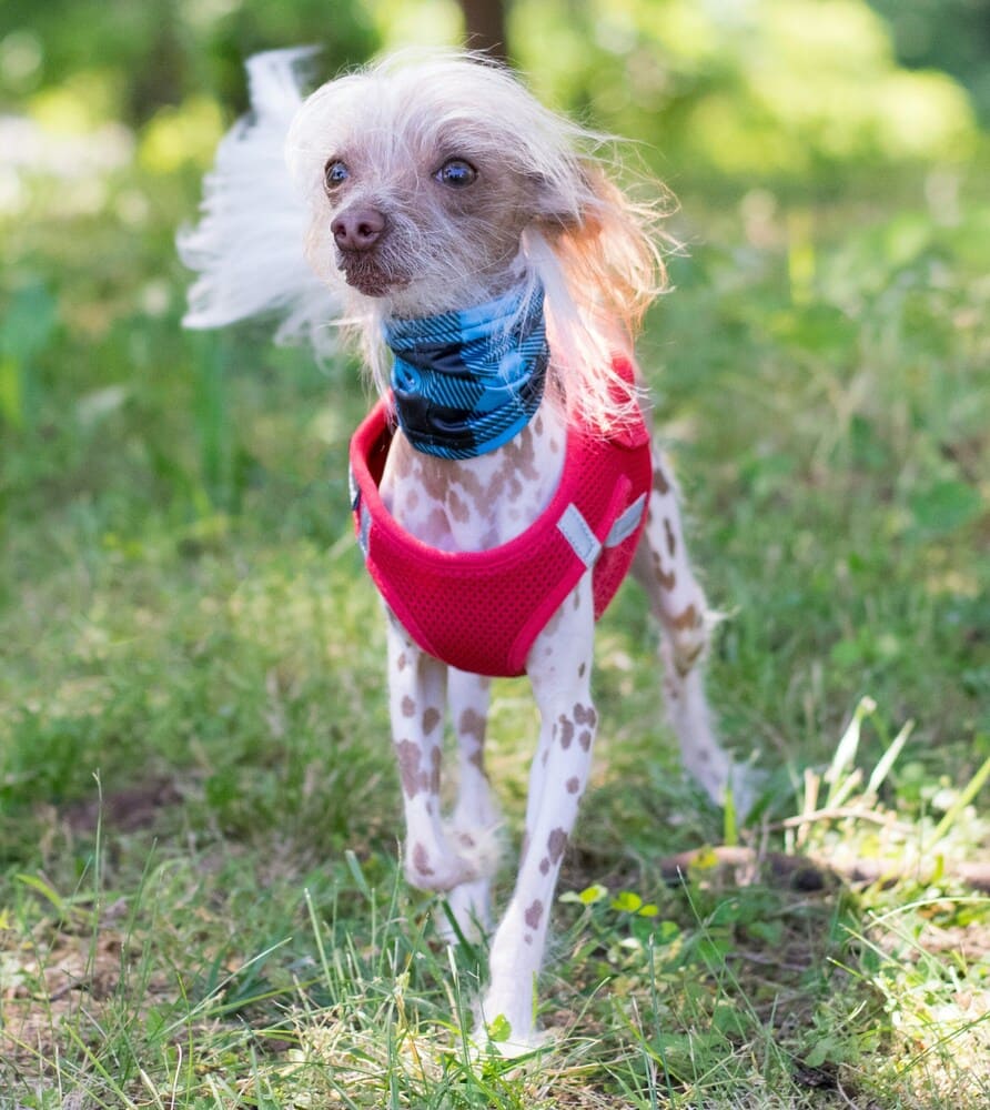 chinese crested in the park