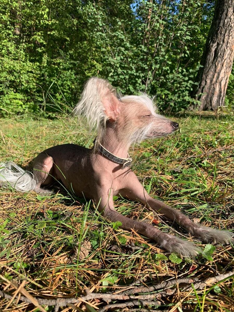 chinese crested resting nature