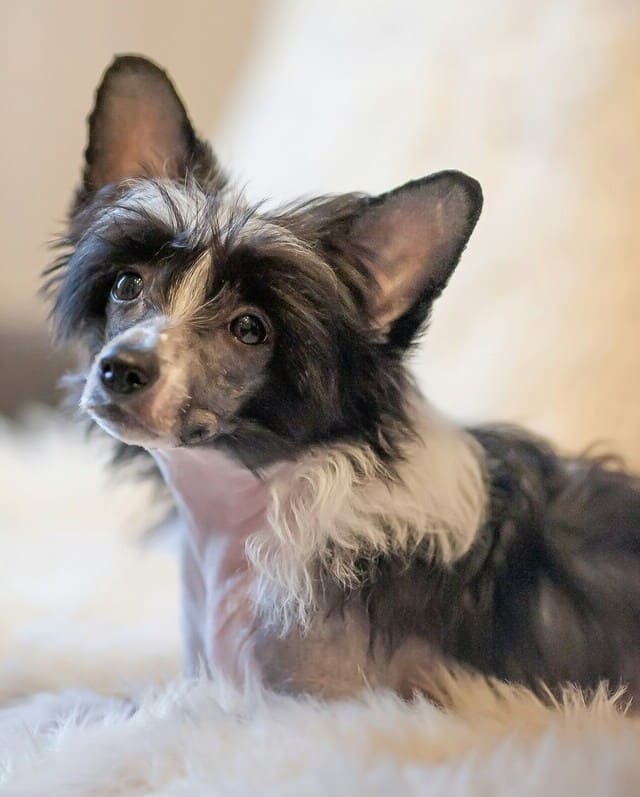 chinese crested resting