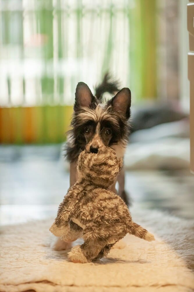 chinese crested with toy