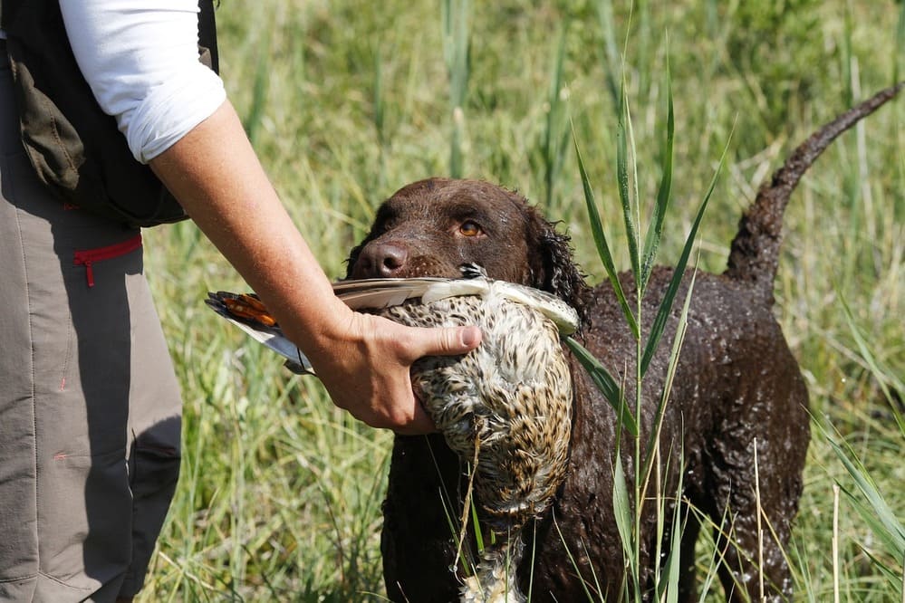 curly coated retriever hunting