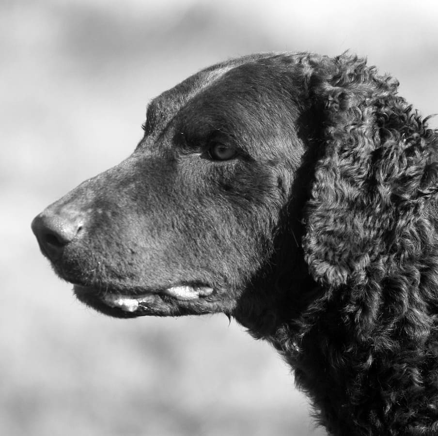 curly coated retriever