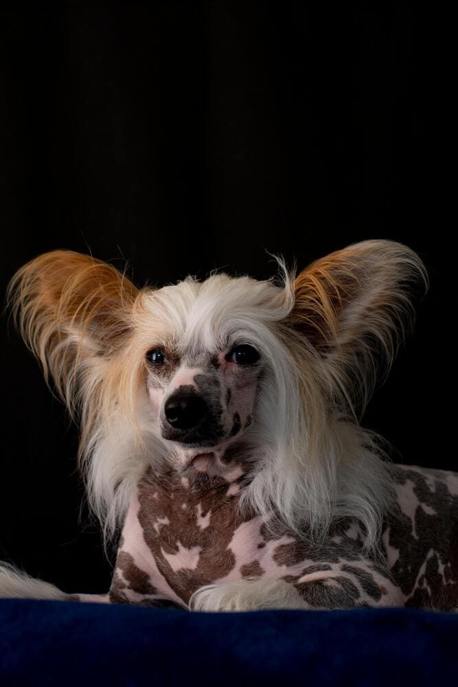 stuido photo chinese crested