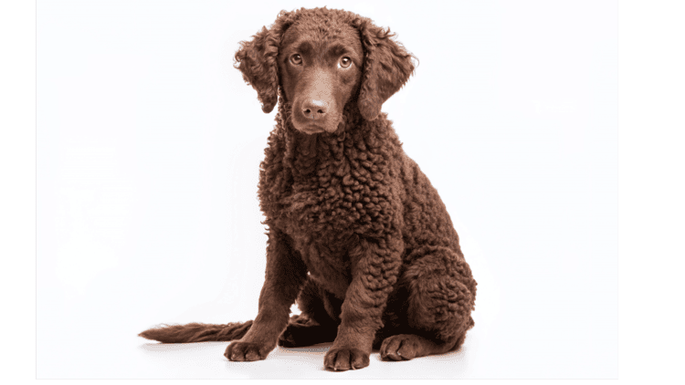 Curly Coated retriever