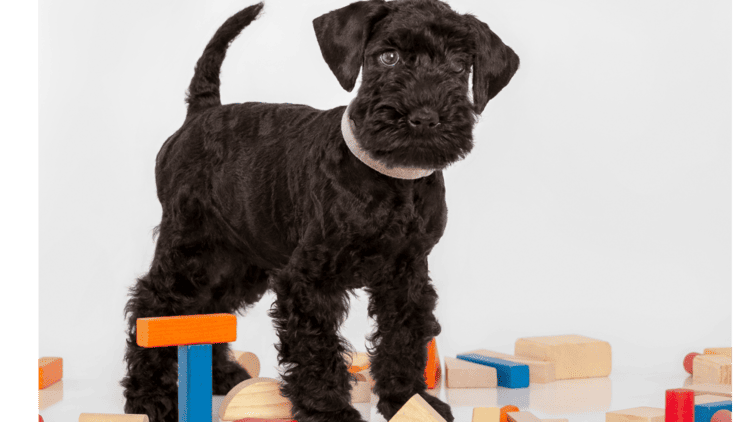 Kerry Blue Terrier playing