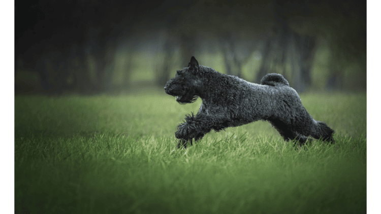 Kerry Blue Terrier running