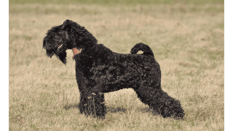 Kerry Blue Terrier in park