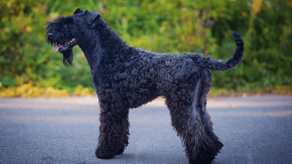 Kerry Terrier