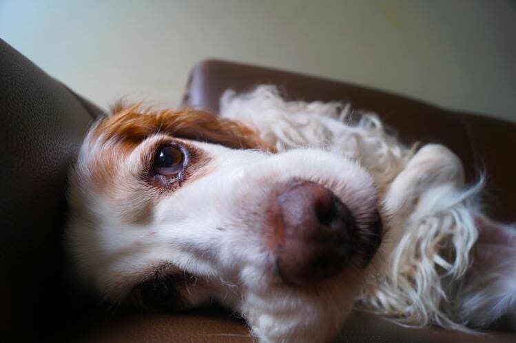 close shot cocker spaniel