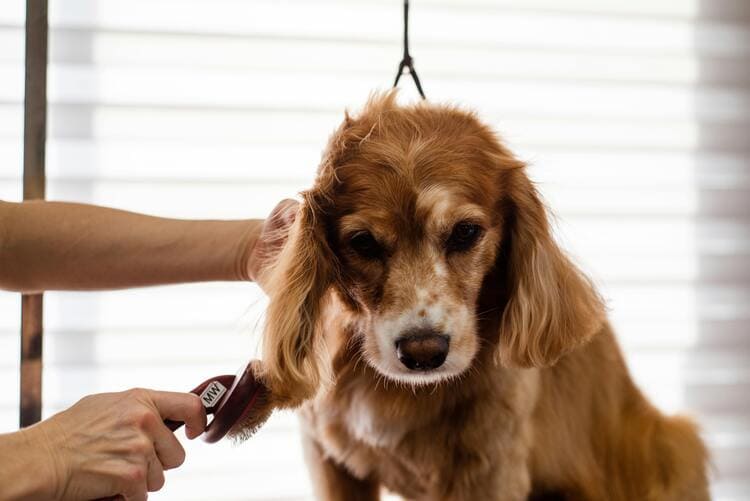 cocker spaniel grooming