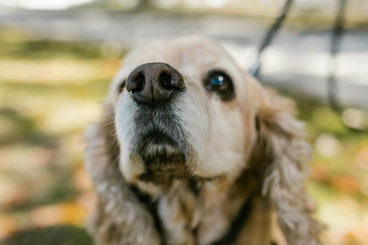 cocker spaniel looking