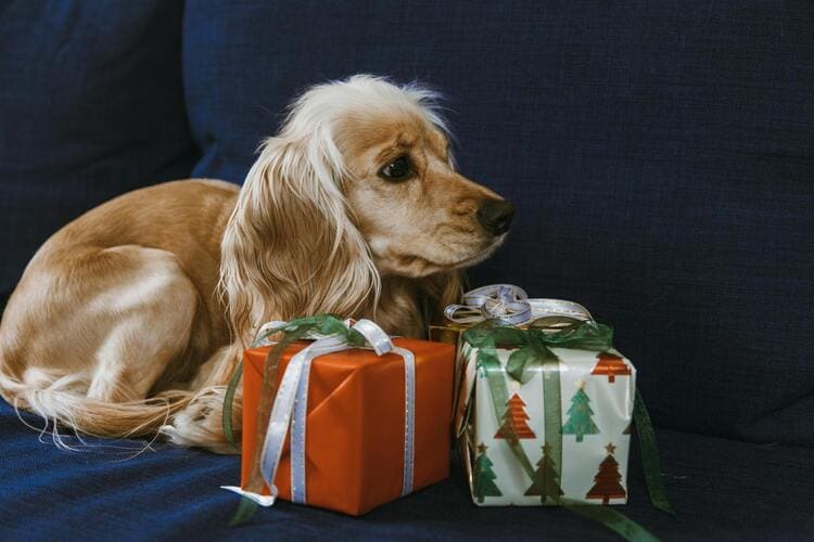 cocker spaniel with christmas presents